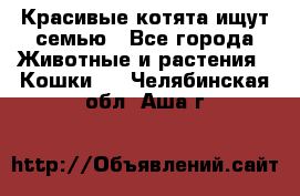 Красивые котята ищут семью - Все города Животные и растения » Кошки   . Челябинская обл.,Аша г.